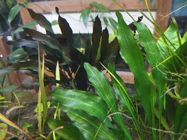 水草プロパガンダ: 3月 2017