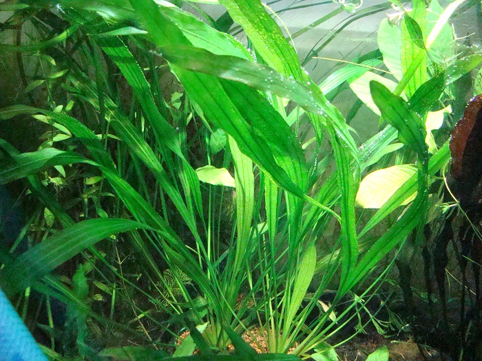 水草プロパガンダ: 2017