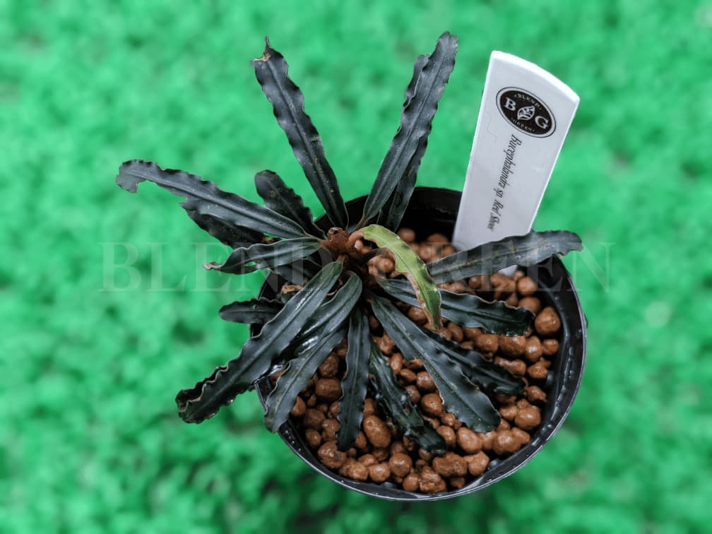 ブセファランドラ レッドスコーピオン ブセファランドラsp Red