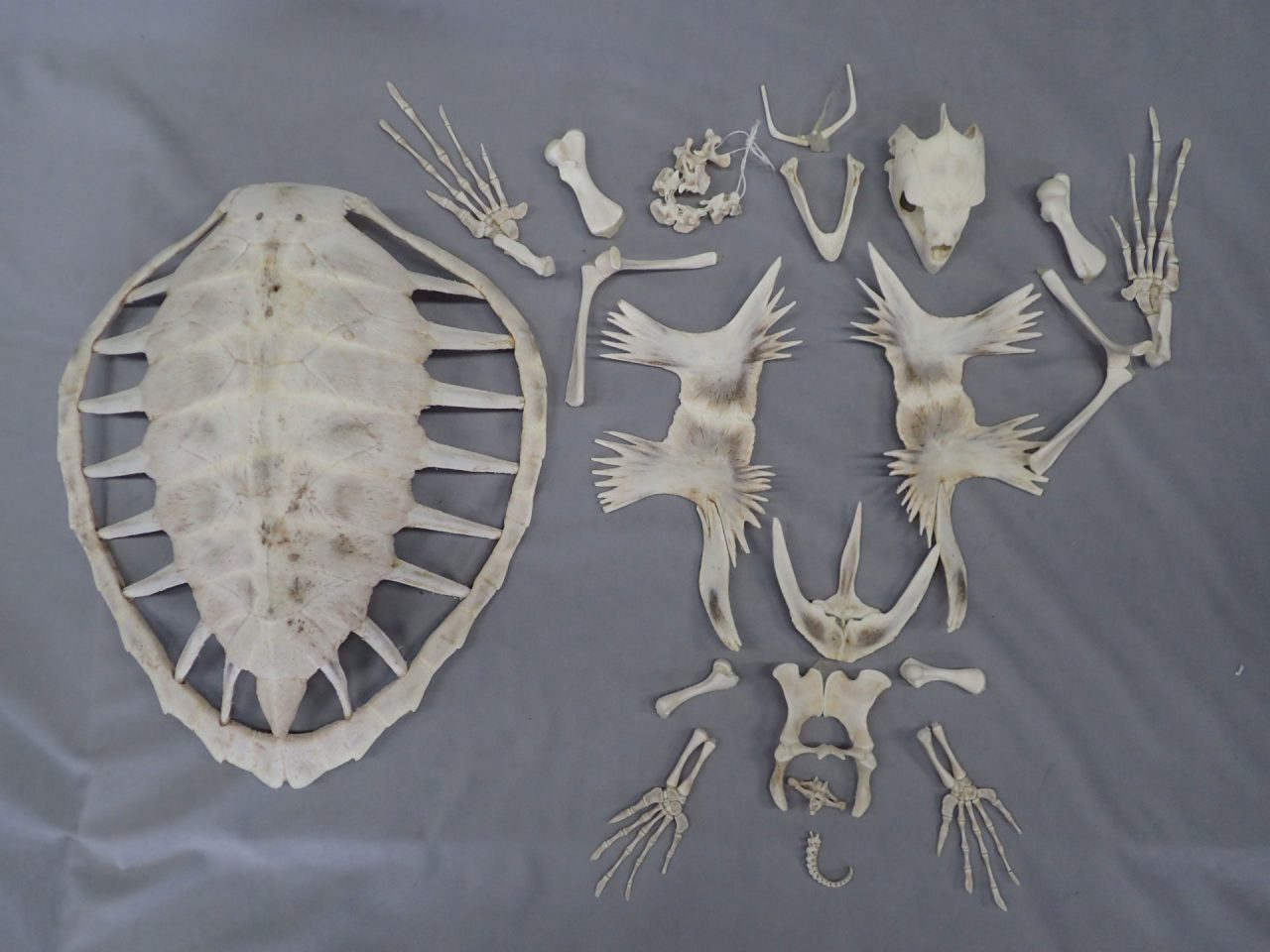 アオウミガメの骨 骨格標本 骨格 | 西尾製作所