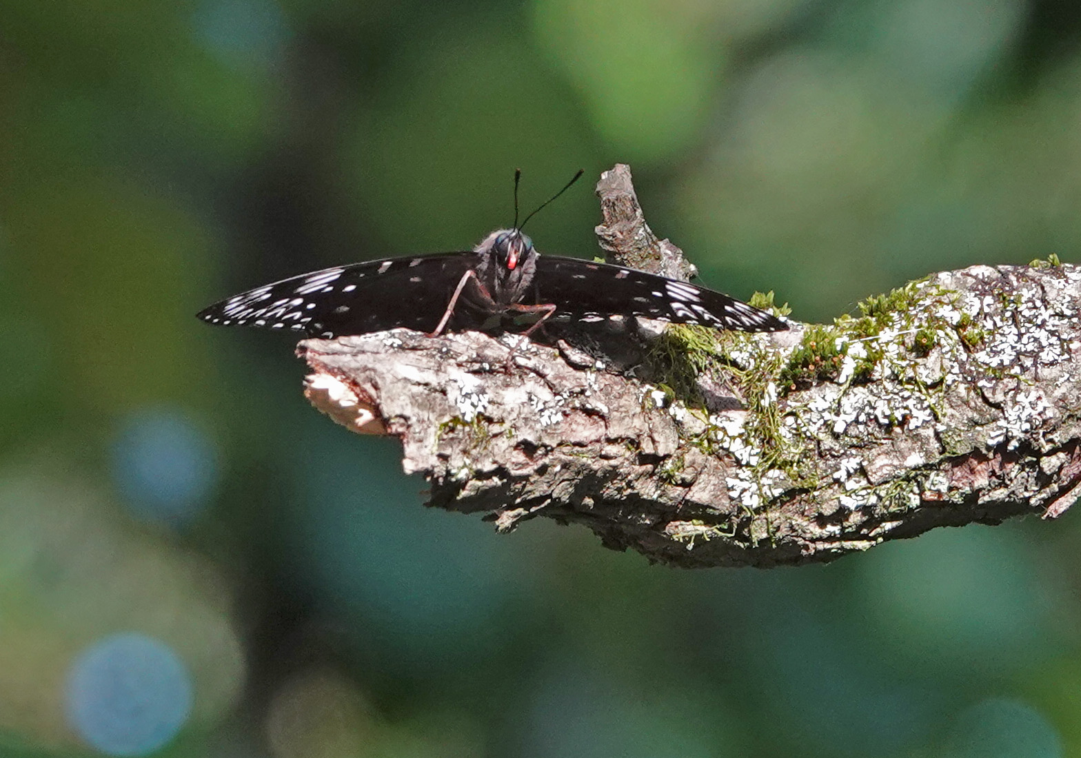 外国産蝶標本】スミナガシ/韓国.河東郡産/54mm 外国産蝶標本