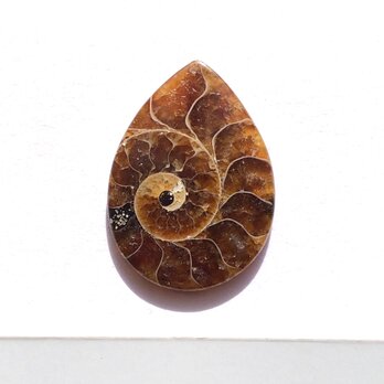 アンモナイトの通販 | iichi 日々の暮らしを心地よくするハンドメイド