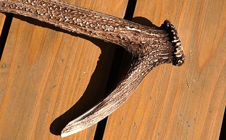 福島町産 エゾシカの角（中サイズ） FKB007 | 北海道福島町 | ふるさと