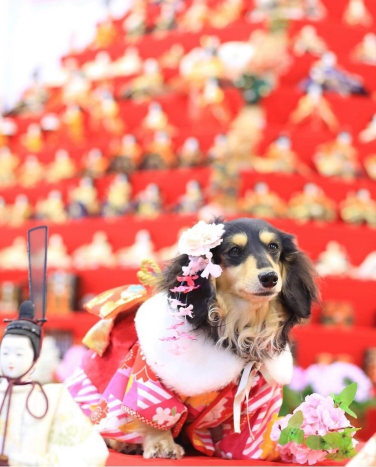 B392.pon2pan2☆オーダー☆犬お着物☆犬お引きずりお着物☆2