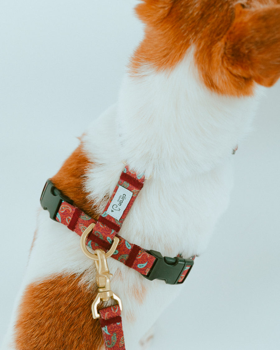 ハーネス ZOY（FUMI NIKAIDO × ciiron TOKYO Re:) – ciiron tokyo