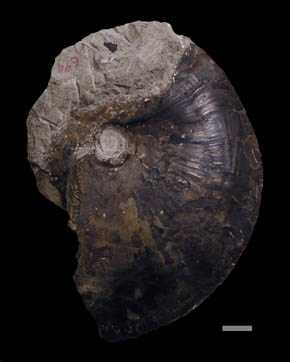 フォルベシセラス科アンモナイト