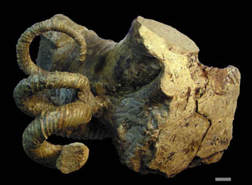 kimio 化石ユウボストリセラスとムラモトセラス ノストセラス科の