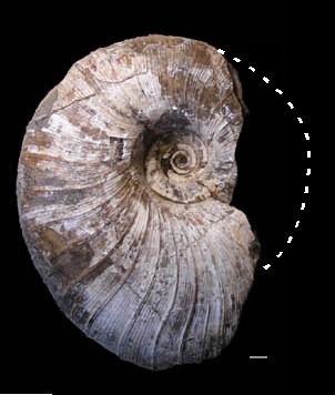 ゴードリセラス科のアンモナイト