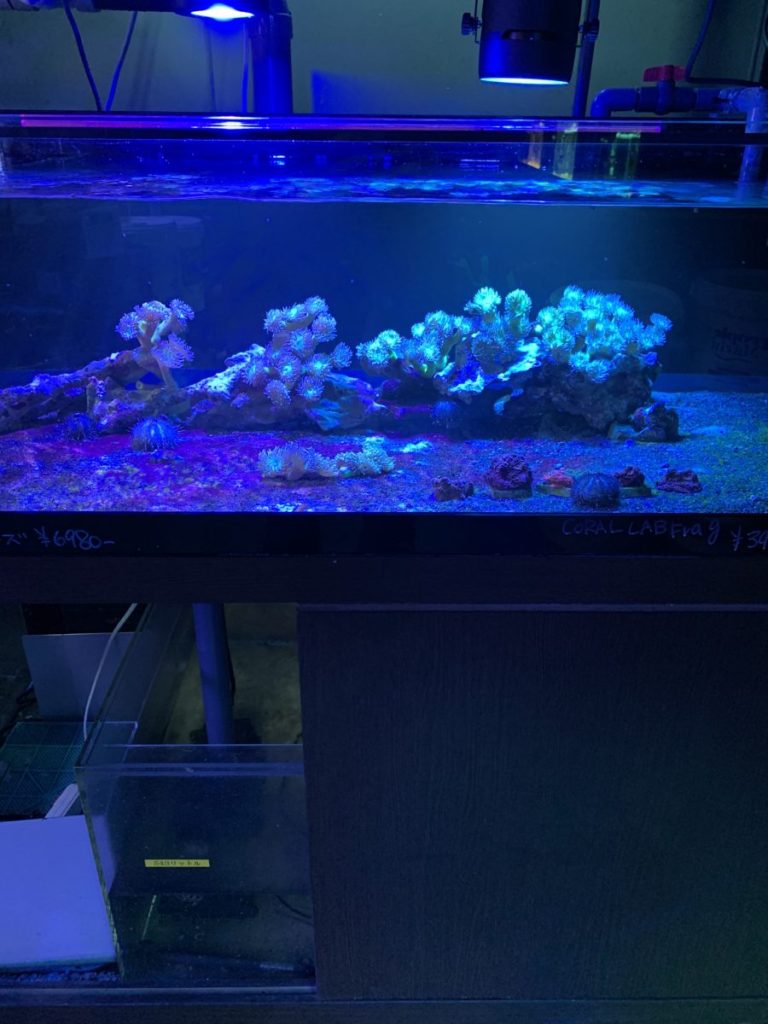 ②京セラ LED CERAPHIC ディープブルー サンゴ ②京セラ LED CERAPHIC