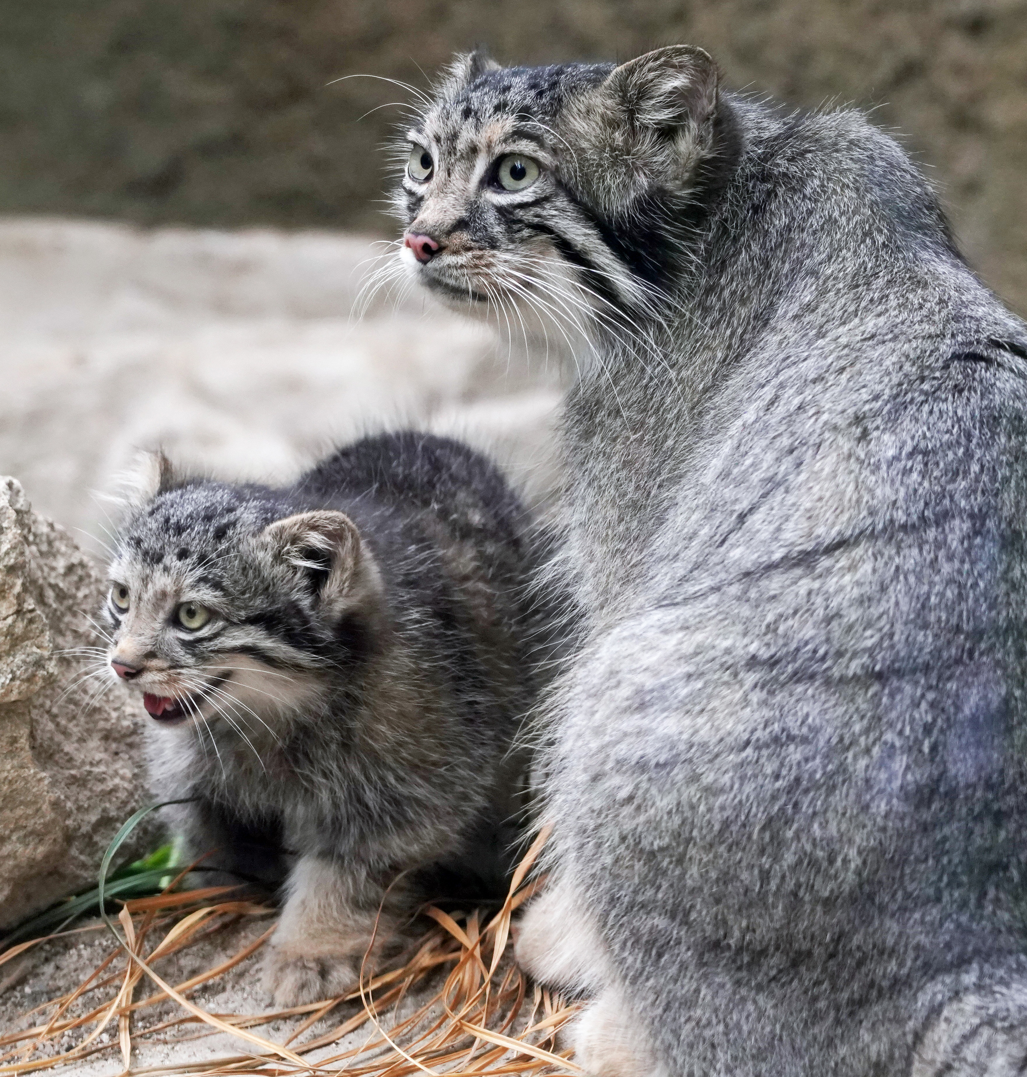 動画】もふもふ、動きはカクカク、マヌルネコの赤ちゃん 神戸どうぶつ