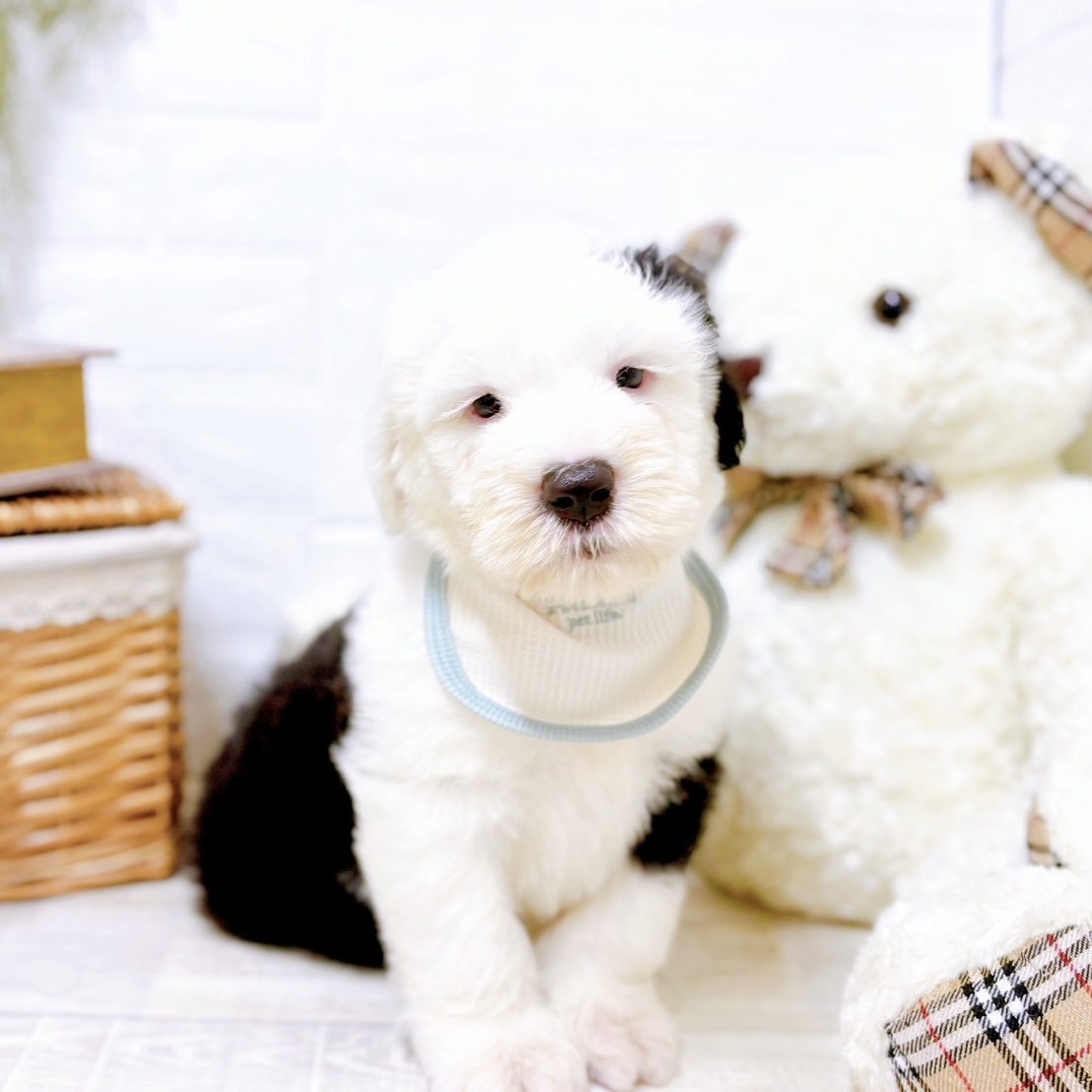 vintage dog ❀ クルクル巻き毛がキュートな ワンちゃん vintage dog