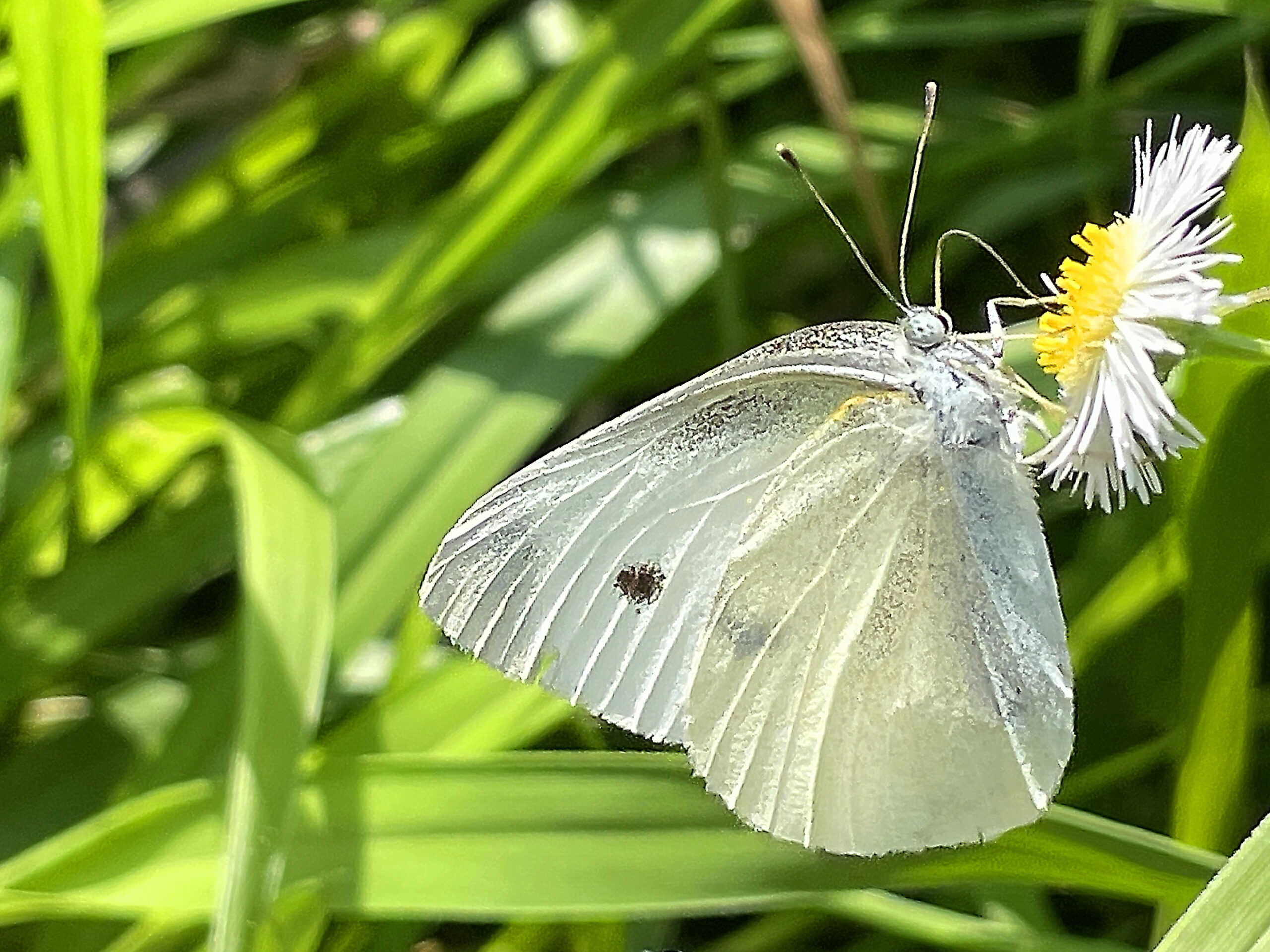 シロチョウ科～モンシロチョウ - 奥行き1mの果樹園
