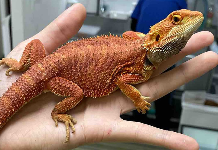 フトアゴヒゲトカゲのカラーバリエーション