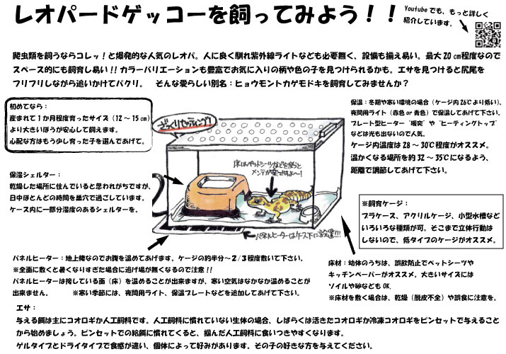 レオパードゲッコー飼育にオススメのアイテム紹介 | 爬虫類倶楽部