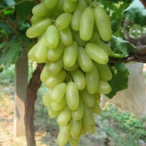 Hutai No. 8 Grape Vine (户太8号葡萄苗) - Exotic Tree Seller