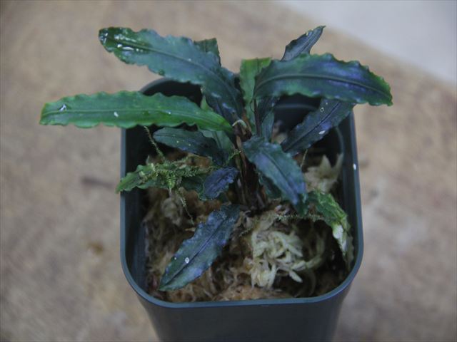 Bucephalandra sp. Sekadau 3 【TB便】 - Heat wave