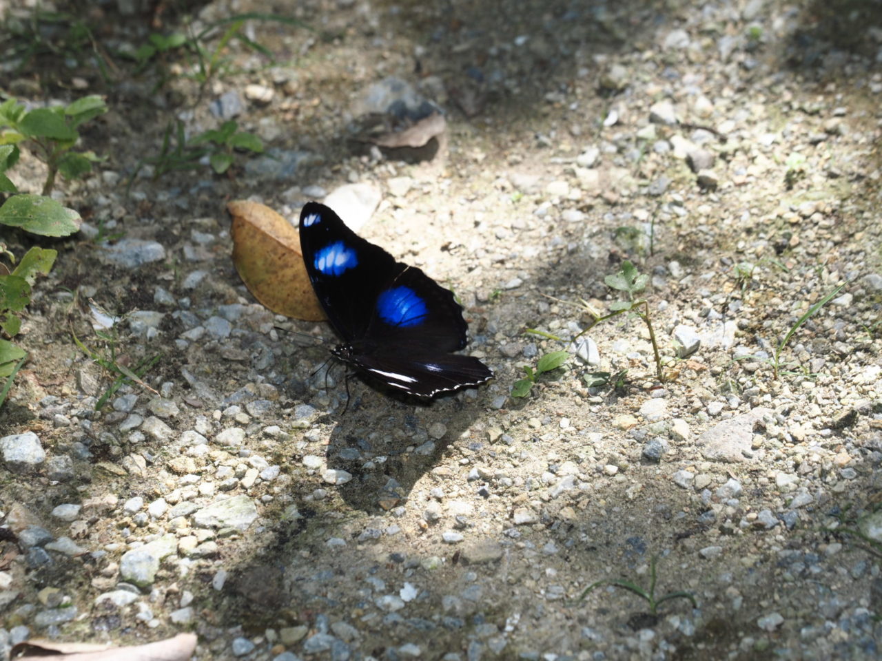 リユウキユウムラサキ14頭、外、沖縄迷蝶 リュウキュウムラサキ