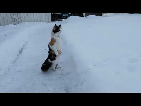 ふぁっ!? 雪にびっくりしてつい仁王立ちになっちゃった猫さん