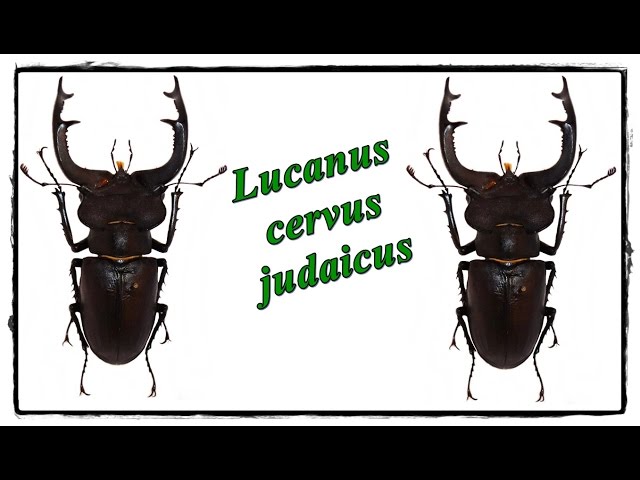 Lucanus cervus judaicus 雄74㍉野外品 Lucanus cervus judaicus 雄74