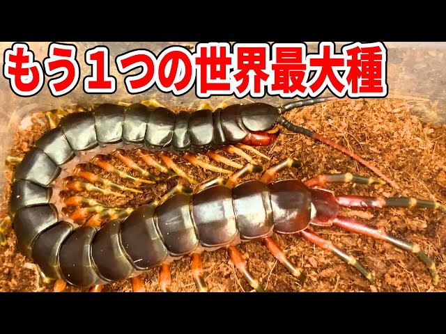 12cm 巨大化 ムカデ の 標本 タイで巨大ムカデに遭遇した話 :: デイリー