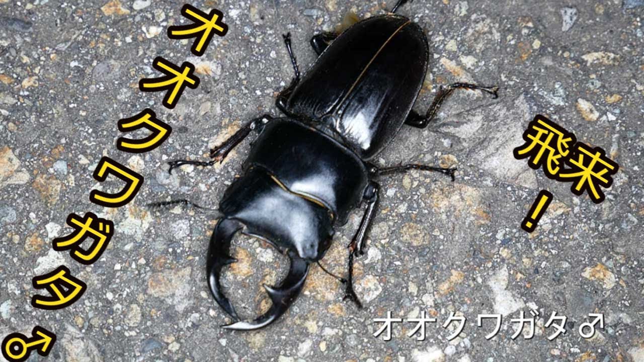 オオクワガタ】2♂♂2♀♀飛来！ライトトラップ完全版2021年8月6日