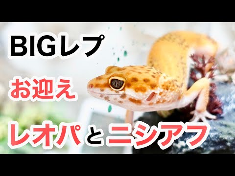 レオパ／ニシアフ】BIGレプでお迎えした生体の紹介とレイアウト作り