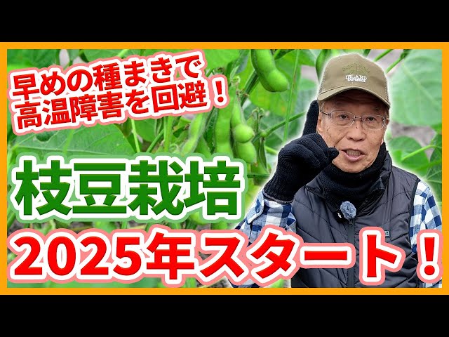 Cultivating edamame in home gardens and farms starts in 2025! Tips
