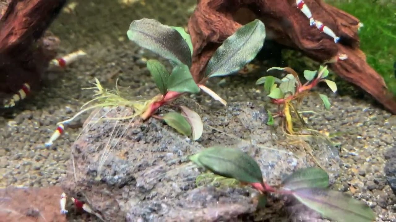 ブセファランドラゴースト2016 Bucephalandra sp.Ghost 2016 - YouTube
