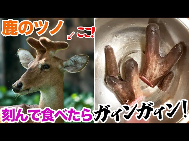 鹿茸 袋角 ろくじょう 蝦夷鹿 鹿茸の袋角 約2400g 柔らかい先 蝦夷