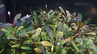 Bucephalandra sp. Kualakuayan Type2 (ブセファランドラsp