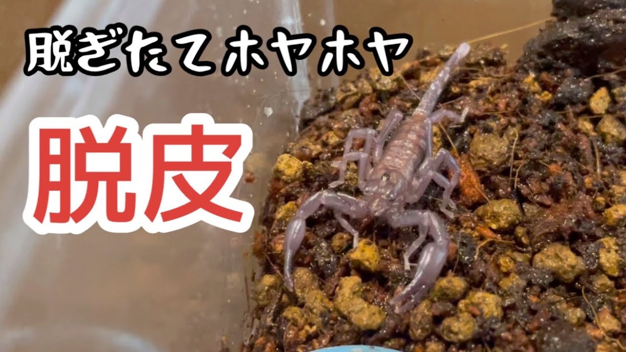 サソリが脱皮したらめっちゃ神秘的な色してました。 - YouTube
