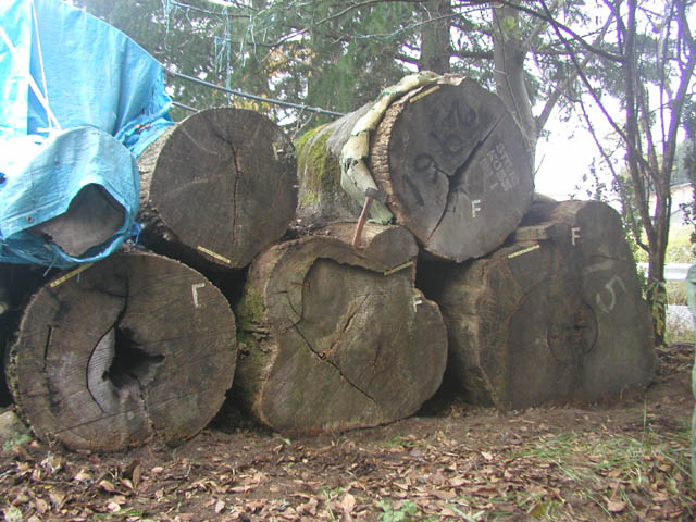 花櫚（カリン） ＼井上唐木～木の文化 唐木製品の製造・販売 原木