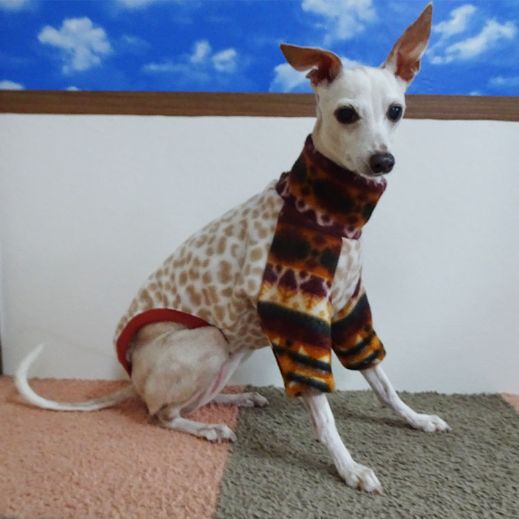 ヒョウ柄（レオパード）のイタグレ服！ - イタグレの服、新着商品情報