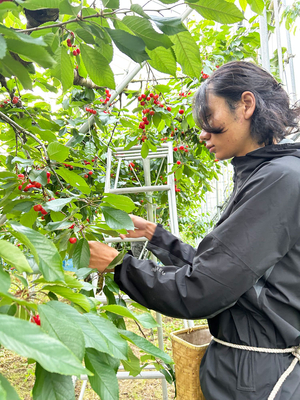 佐藤薔薇47本 佐藤薔薇47本 佐藤薔薇47本 佐藤薔薇47本 佐藤薔薇47本