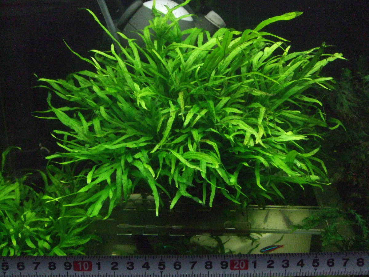 ミクロソリウムsp サラワク カピット ウエスト産