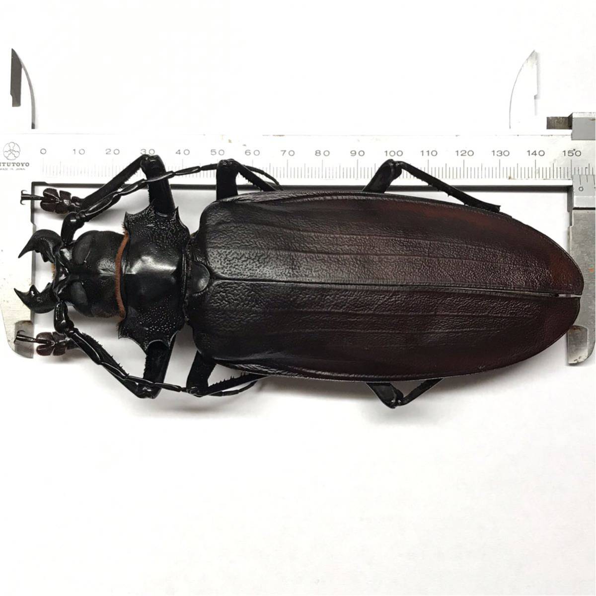 標本】【美麗】オオキバウスバカミキリ オオキバウスバカミキリ 163mm