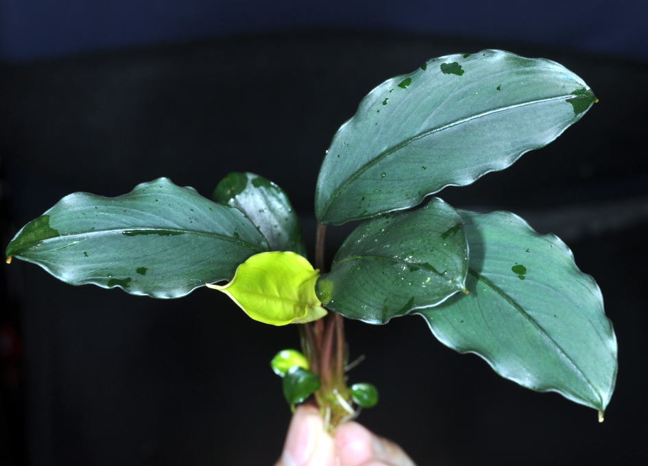 Bucephalandra Motleyana Padawan「名前はまだない