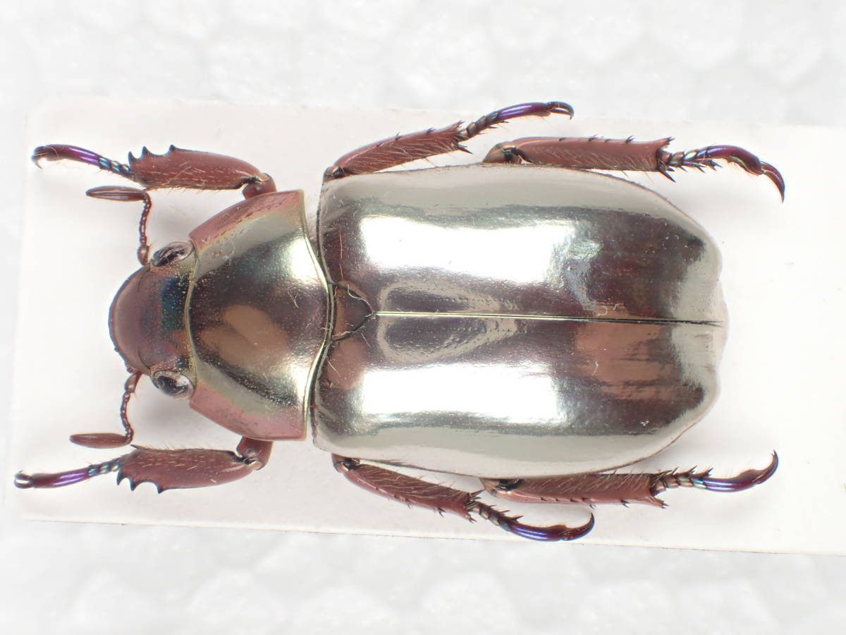 08083 アウリガンスプラチナコガネ 08083 アウリガンスプラチナコガネ