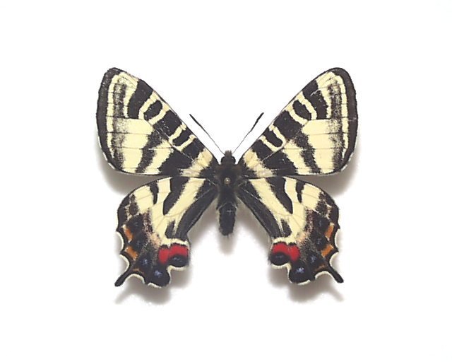 外国産蝶標本】アッコウスバ♂/四川省.舟山産/59mm