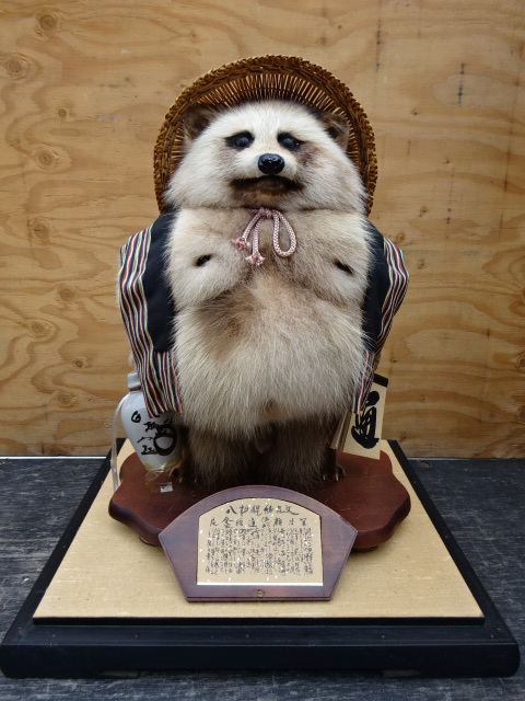 タヌキの剥製 木製台座付き たぬきハクセイ Yahoo!オークション - 中古