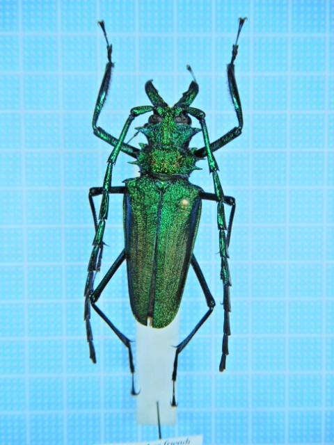 コロンビア産フレンディルリオニカミキリ62mm