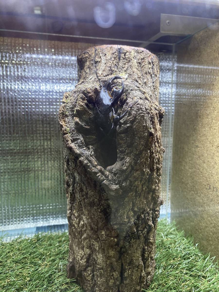 特大クワリウム樹洞登り木エサ台シェルター