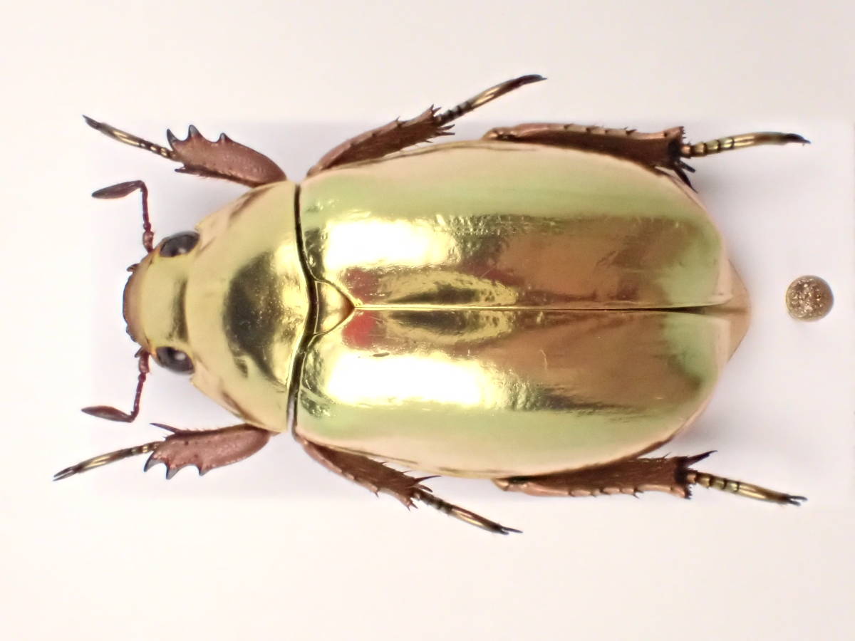 アシナガコガネ 標本 大量 アシナガコガネ 標本 大量 アシナガコガネ