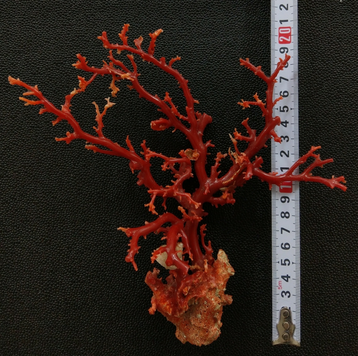 珊瑚 サンゴ 赤 原木 枝 全長12cm 重量110g 血液赤 置物 飾り