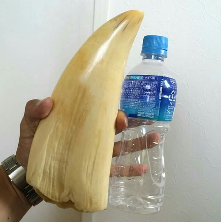 マッコウクジラ 雌歯 マッコウクジラ雌歯