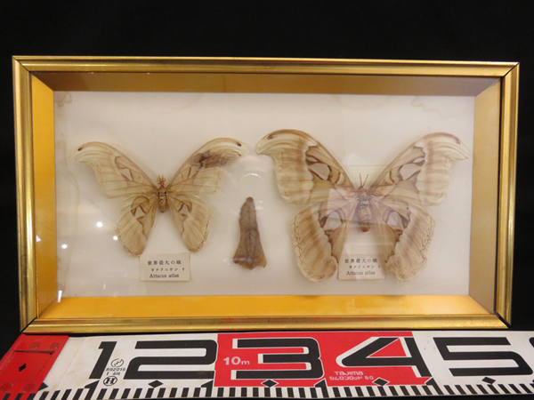 世界最大の蝶 標本 ヨナグニサン Attacus atlas 交渉可能 【公式通販】