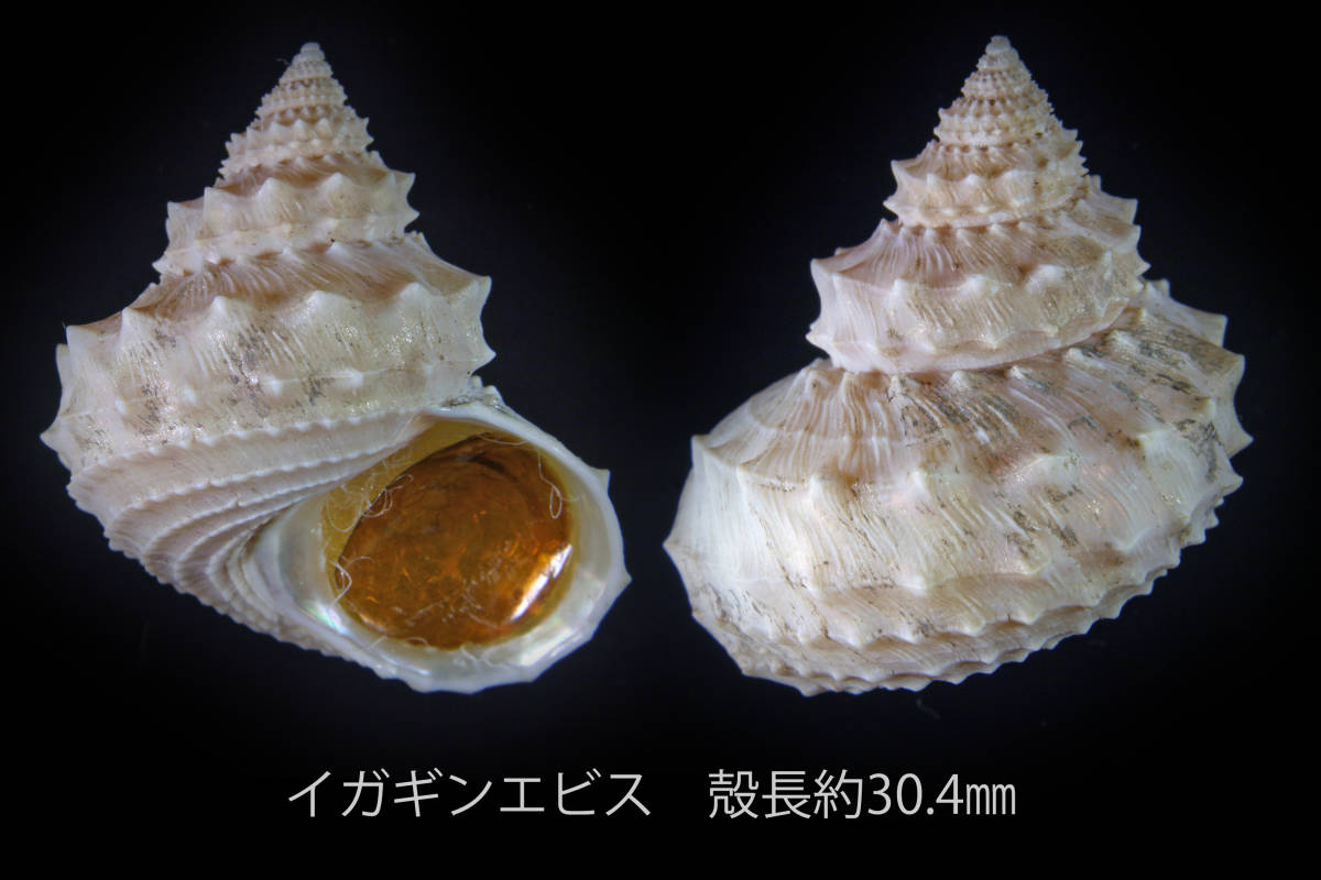 貝殻標本イガギンエビス⑦