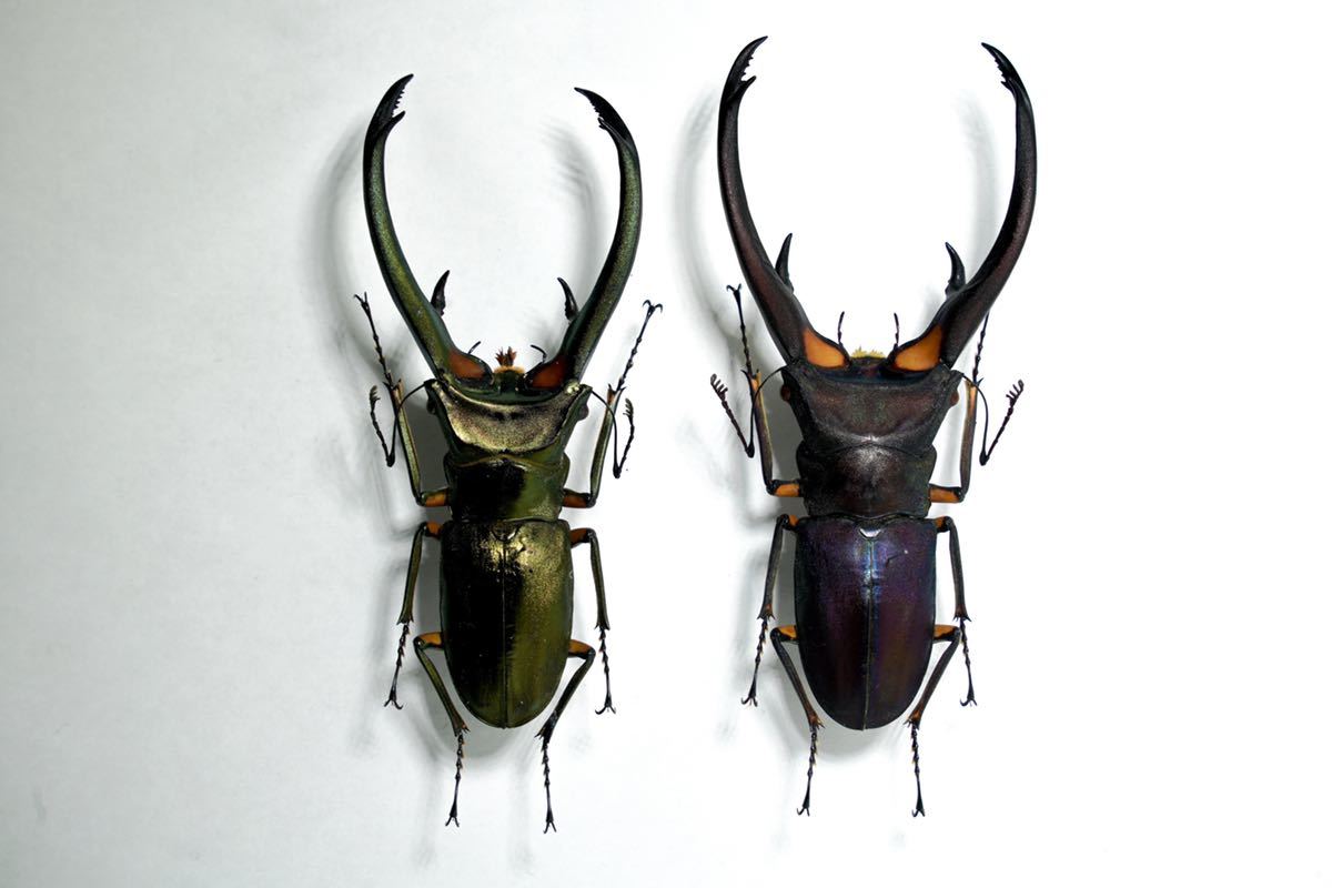 美麗 エラフスホソアカクワガタ♂野外標本 エラフスホソアカクワガタ