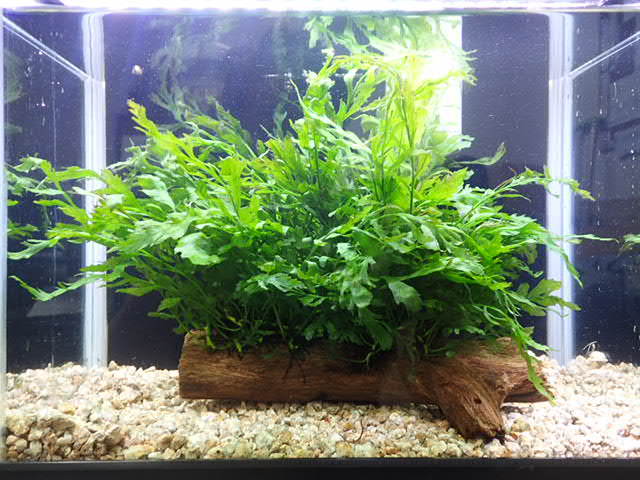 ボルビティスヒュディロッティ 大株 ボルビティスヒュディロッティ