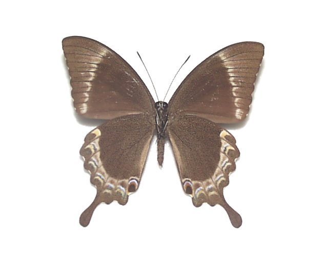 外国産蝶標本】アッコウスバ♂/チベット.ラサ産/54mm 外国産蝶標本